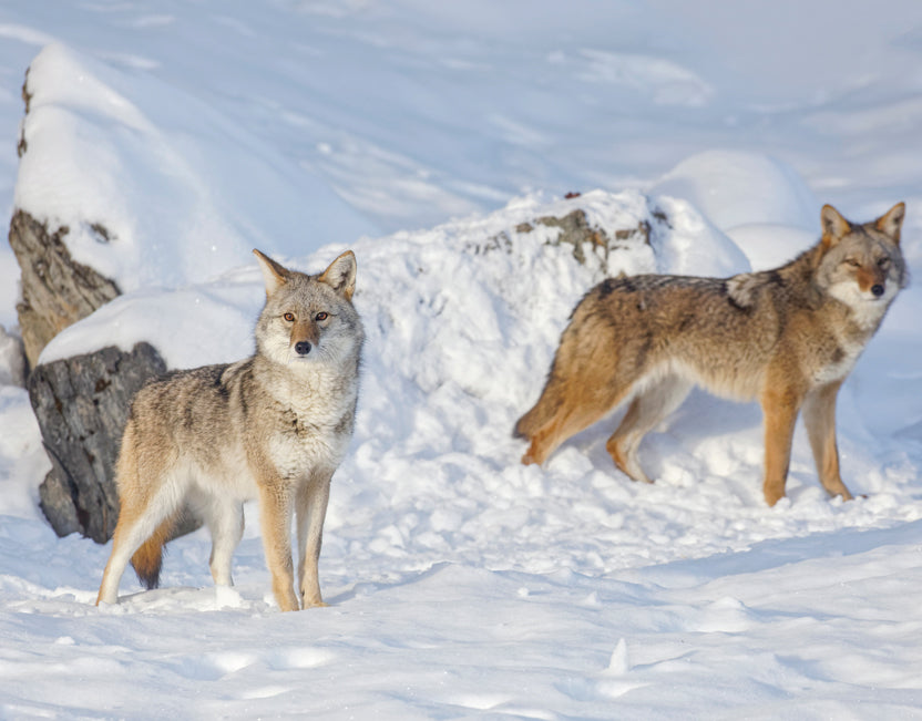 2026 Fish and Wildlife Calendar